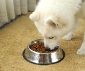 Various Sizes Stainless Steel Round Pet Dog Bowl